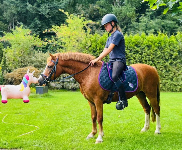 Tekoop gevraagd pony’s, Dieren en Toebehoren, Pony's, Meerdere dieren, Zadelmak, A pony (tot 1.17m), 7 tot 10 jaar, Met stamboom