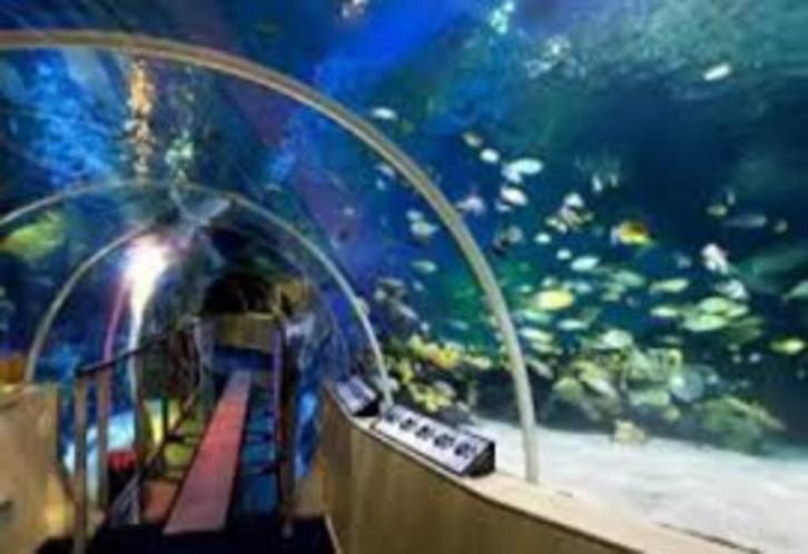 20% korting (max. 4 personen) entree SEALIFE Scheveningen, Tickets en Kaartjes, Recreatie | Dierentuinen, Drie personen of meer
