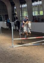 Bijrijder aangeboden/ bijrijdpaard gezocht!!, Dieren en Toebehoren, Ophalen of Verzenden, Nieuw