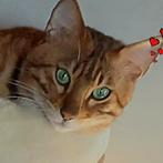 Super lieve Bengaal kater., Dieren en Toebehoren, Katten en Kittens | Raskatten | Korthaar, Kater, Gechipt, 6 jaar of ouder