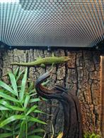 Phelsuma grandis, reuzen Madagascar daggekko, Dieren en Toebehoren, Reptielen en Amfibieën, Hagedis, 0 tot 2 jaar