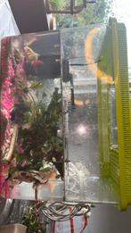 AQUARIUM TEKOOP!!!! PLUS VOER EN EEN POMP VOOR MAAR €20, Ophalen of Verzenden, Zo goed als nieuw, Gevuld zoetwateraquarium