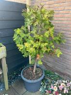 Thuja Conifeer in Pot - 100-250 cm, Bloeit niet, Halfschaduw, Overige soorten, 100 tot 250 cm
