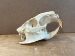 Schedel bever rat, Ophalen of Verzenden, Nieuw, Wild dier, Schedel