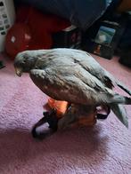 Buizerd, Verzamelen, Dierenverzamelingen, Ophalen of Verzenden, Beeldje of Figuurtje