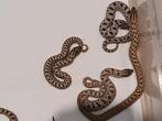 Haakneus slangen NK25, Dieren en Toebehoren, Reptielen en Amfibieën, Slang