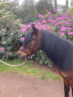 Welsh pony ruin, Dieren en Toebehoren, Pony's, Zadelmak, B pony (1.17m tot 1.27m), 11 jaar of ouder, Ruin