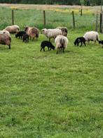 Fraaie stamboek Ouessant minischaapjes., Dieren en Toebehoren, Vrouwelijk, Schaap