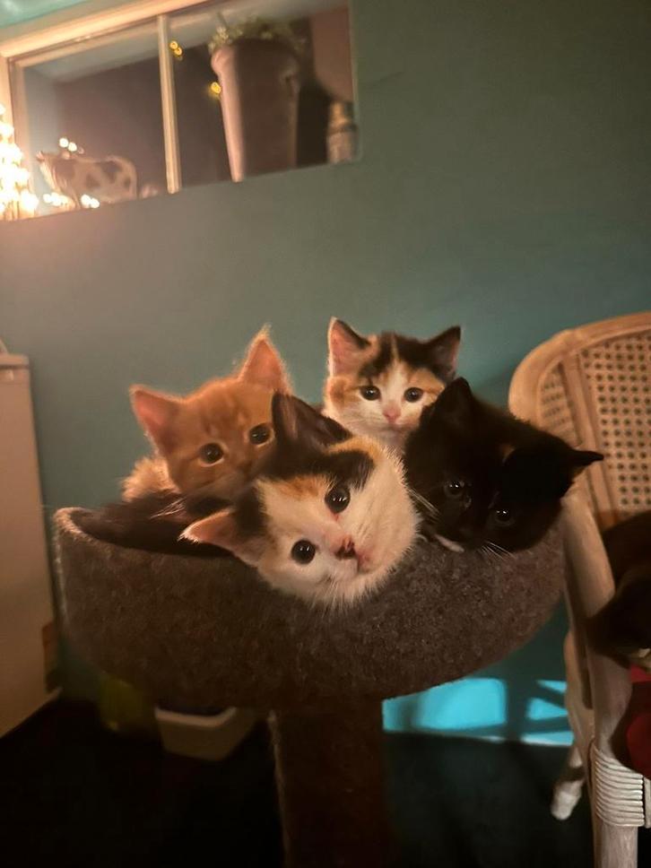 Kittens te koop, Dieren en Toebehoren, Katten en Kittens | Overige Katten, Kortharig, Meerdere dieren, 0 tot 2 jaar