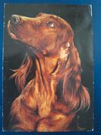 Dieren - Hond, Ophalen of Verzenden, Gelopen, Hond of Kat