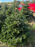 Nordmann Kerstbomen - Gezaagd, Tuin en Terras, Bloeit niet, Overige soorten, 100 tot 250 cm, Ophalen