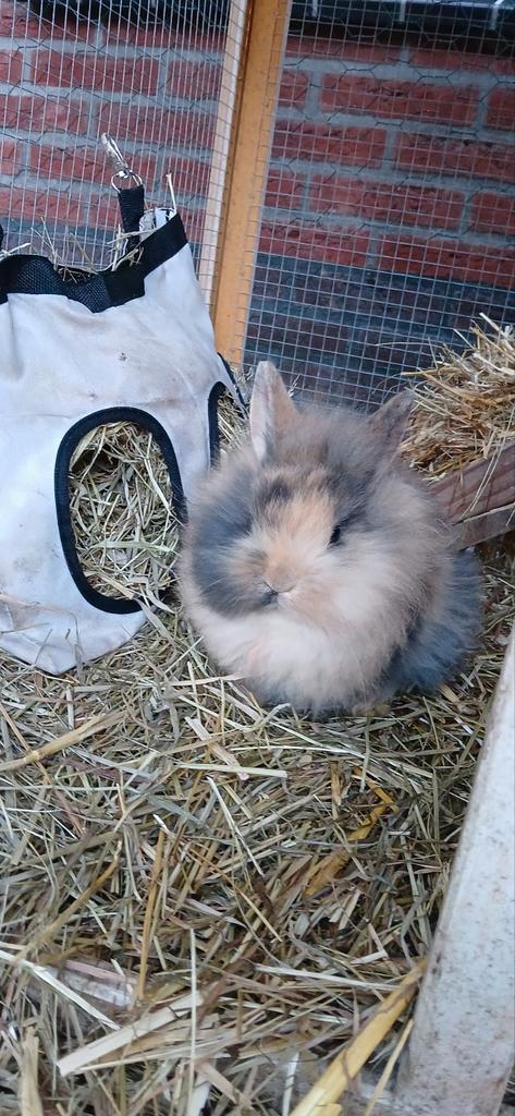 Konijntjes kruising Franse langoor en dwergkonijn, Dieren en Toebehoren, Konijnen, Groot, Meerdere dieren