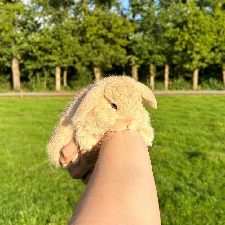 De liefste jonge konijntjes! NHD Dwerg Hangoor, Dieren en Toebehoren, Konijnen, Dwerg, Meerdere dieren, 0 tot 2 jaar, Hangoor