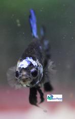 Betta - Plakat Avatar, Vis, Zoetwatervis
