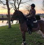 Stoere NWR welsh, Dieren en Toebehoren, Pony's, E pony (1.48m - 1.57m), Gechipt, Ruin, 3 tot 6 jaar