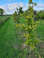 Groene Beukenbomen, Haag, Beukenhaag, Ophalen, 100 tot 250 cm