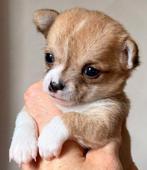 Knappe chihuahua pups zoeken lief baasje, Parvo, 8 tot 15 weken, Meerdere, Meerdere dieren