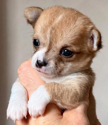 Knappe chihuahua pups zoeken lief baasje beschikbaar voor biedingen