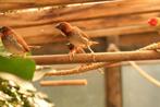 tropische vogels: muskaatvinken zilverbekjes e a. ., Dieren en Toebehoren, Vogels | Overige Vogels, Meerdere dieren, Tropenvogel