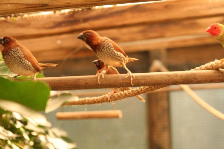 tropische vogels: muskaatvinken zilverbekjes e a. ., Dieren en Toebehoren, Vogels | Overige Vogels, Tropenvogel, Meerdere dieren