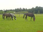 Stalling en weidegang in Hengelo, Dieren en Toebehoren, Weidegang, 1 paard of pony