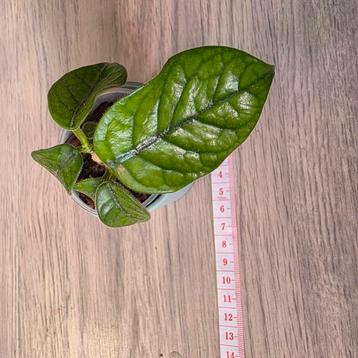 Hoya globulosa  beschikbaar voor biedingen