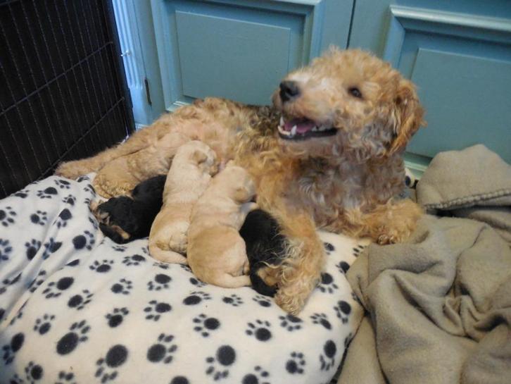 Lakeland Terrier, Dieren en Toebehoren, Honden | Jack Russells en Terriërs, Meerdere dieren, Overige rassen, Particulier, Meerdere