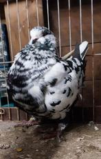 Te koop Kingduiven, Dieren en Toebehoren, Meerdere dieren, Overige soorten