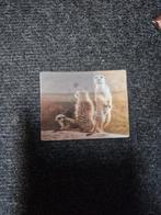 Stokstaartje magneet, Ophalen of Verzenden, Zo goed als nieuw, Hond of Kat, Beeldje of Figuurtje