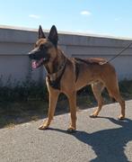 Kruising mechelse herder x hollandse herder reu, Dieren en Toebehoren, Rabiës (hondsdolheid), Reu, Eén hond, 3 tot 5 jaar