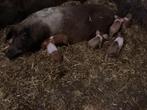 Te koop hussumer biggen €.110,-, Dieren en Toebehoren, Schapen, Geiten en Varkens, Meerdere dieren, Varken, 0 tot 2 jaar