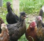 KRIELKIPPEN [Keuze uit veel kleuren en rassen], Dieren en Toebehoren, Pluimvee, Vrouwelijk, Kip