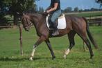 Super lieve brave ruin, Dieren en Toebehoren, B, Ruin, Gechipt, 3 tot 6 jaar