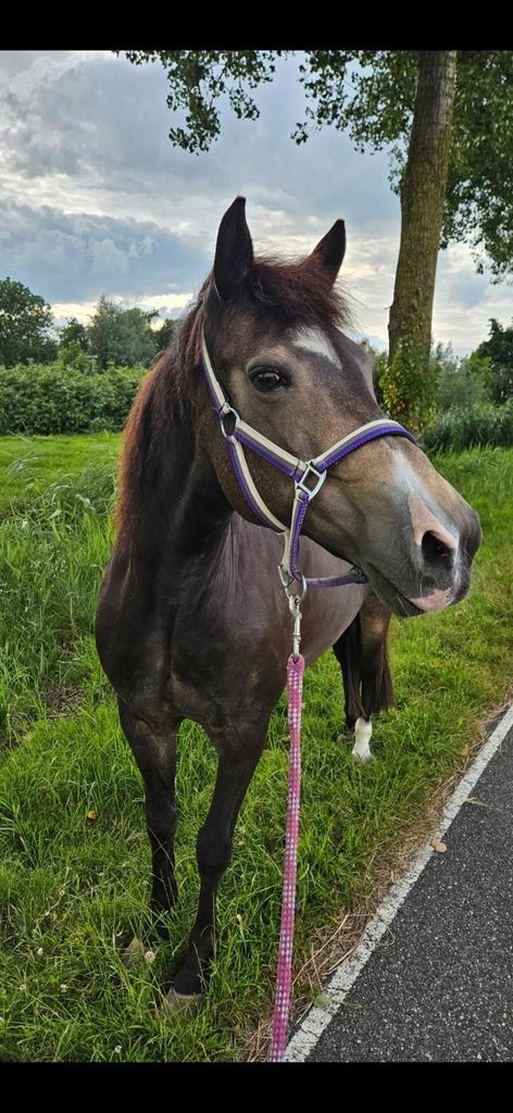 Leuke pony zoekt verzorger, Dieren en Toebehoren, Paarden en Pony's | Overige Paardenspullen, Ophalen of Verzenden