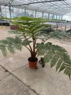Boomvaren Cyathea cooperi, Tuin en Terras, Planten | Tuinplanten, Ophalen, Zomer, Overige soorten, Halfschaduw