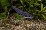 Gezocht gratis  kleine haaien voor aquarium, Dieren en Toebehoren, Vis