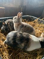 Middel grote konijnen voedsters, Dieren en Toebehoren, Konijnen, Vrouwelijk, Middelgroot, 0 tot 2 jaar