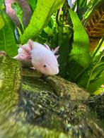 Axolotl vrouw, Dieren en Toebehoren, Amfibie, 0 tot 2 jaar