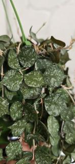 Hoya curtisii, Huis en Inrichting, Kamerplanten, Ophalen of Verzenden, Overige soorten, Minder dan 100 cm