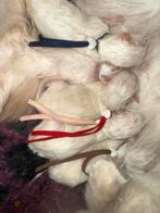ragdoll mink fok kittens met stamboom! Cinnamon dragers, Dieren en Toebehoren, Katten en Kittens | Raskatten | Langhaar, Meerdere dieren