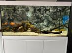 Aquatlantis 350, incl Luminis & Eheim Pro 4e, Dieren en Toebehoren, Vissen | Aquaria en Toebehoren, Ophalen, Gebruikt, Gevuld zoetwateraquarium