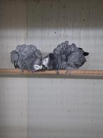 Koppel  grijze roodstaart papagaaien, Dieren en Toebehoren