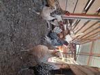 Mooie sebrights, Meerdere dieren, Kip