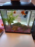 Gratis dwergkreeft en 2 sluierstaarten met aquarium, Dieren en Toebehoren, Ophalen