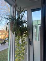 Hangplant, Ophalen, Halfschaduw, Minder dan 100 cm