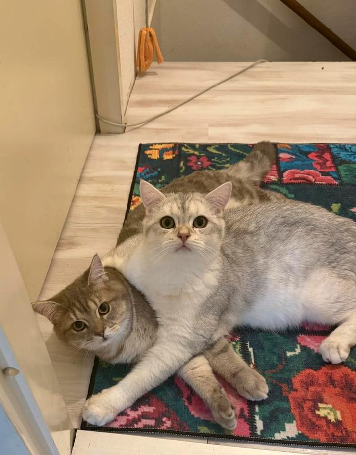 2 lieve Britse korthaar 9 maanden, Dieren en Toebehoren, Katten en Kittens | Raskatten | Korthaar, Kater