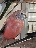 Parkieten  bourks Parkieten te koop, Meerdere dieren, Parkiet, Geringd