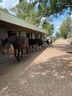 Plekje vrij in kleinschalige kudde, Dieren en Toebehoren, Stalling en Weidegang, Weidegang