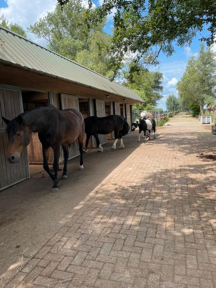 Plekje vrij in kleinschalige kudde, Dieren en Toebehoren, Stalling en Weidegang, Weidegang