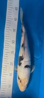 Shiro utsuri, Dieren en Toebehoren, Vissen | Vijvervissen, Karper of Koi